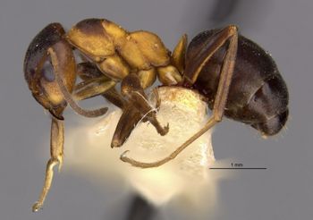 Media type: image;   Entomology 21730 Aspect: hala